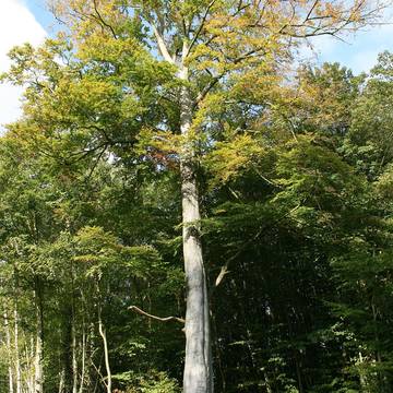 Bornes de la forêt de Mirebeau-sur-Bèze